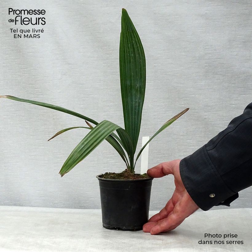 Exemplaar van Sabal minor - Dwergpalmetto Pot van 12 cm / 13 cm zoals geleverd in de lente