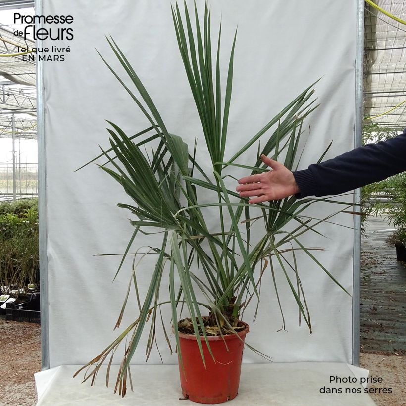 Example of Sabal palmetto - Palmier chou Pot van 7,5 l/10 l as you get in printemps
