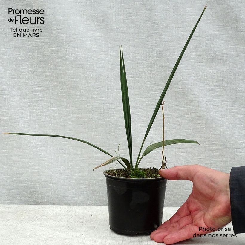 Example of Sabal palmetto - Palmier chou Pot van 12 cm / 13 cm as you get in printemps