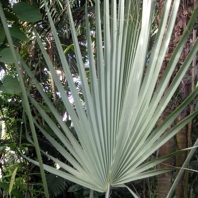 Sabal uresana - Sabalpalm (Foliage)