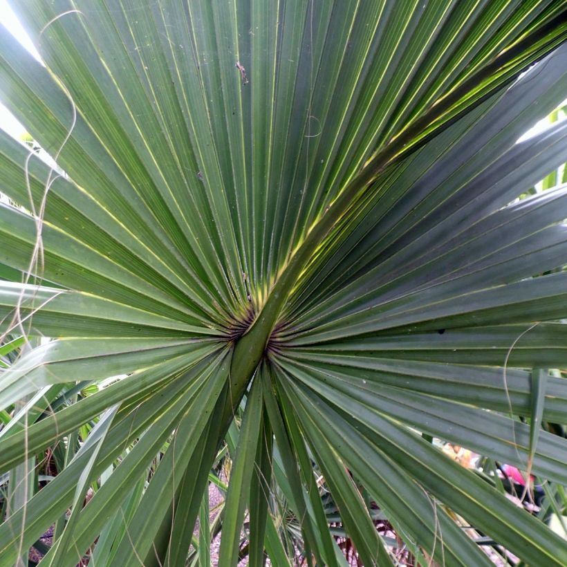 Sabal yapa - Sabalpalm (Foliage)