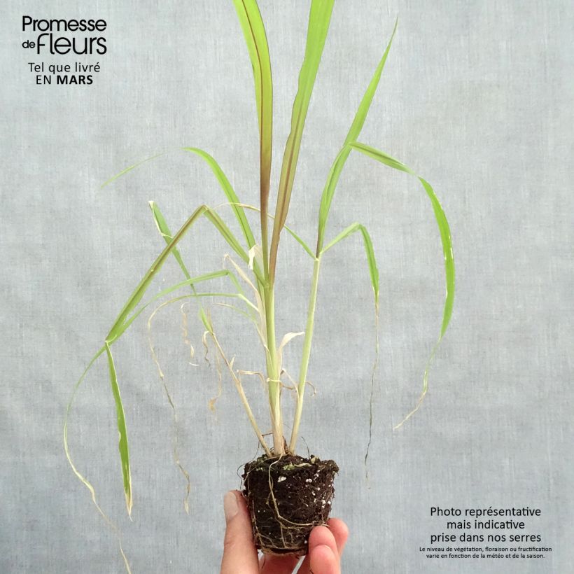 Exemplaar van Saccharum officinarum violaceum - Suikerriet Mini-mot Ø 3/4 cm zoals geleverd in de lente