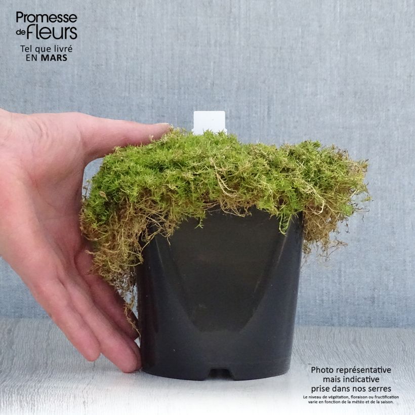 Example of Sagina Lime Moss - Sagine subulée Pot van 1,5 l/2 l as you get in printemps