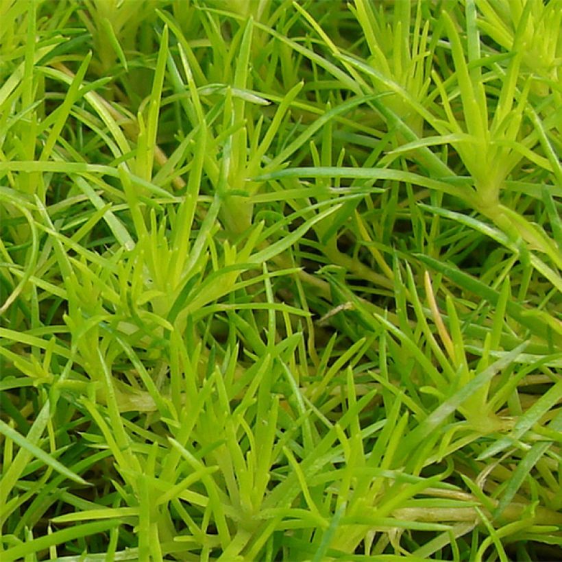 Sagina subulata Aurea - Priemvetmuur (Foliage)