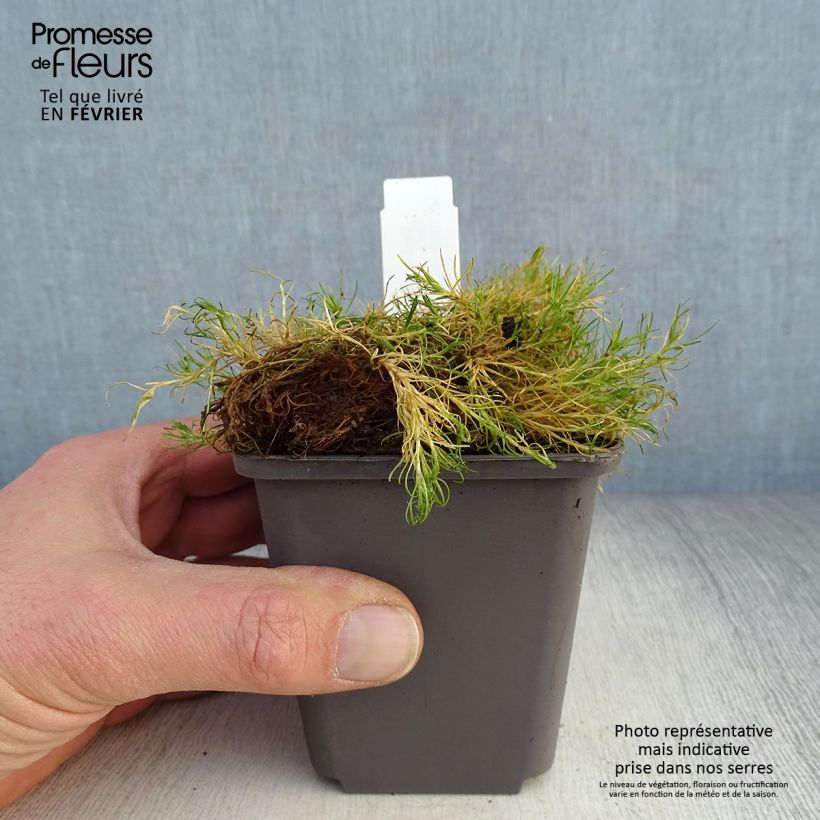 Example of Sagina subulata Aurea - Sagine subulée dorée Kweekpotje van 8/9 cm as you get in hiver