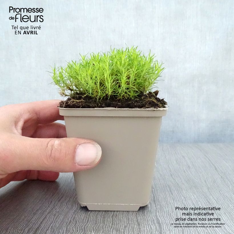 Exemplaar van Sagina subulata Aurea - Priemvetmuur Kweekpotje van 8/9 cm zoals geleverd in de lente