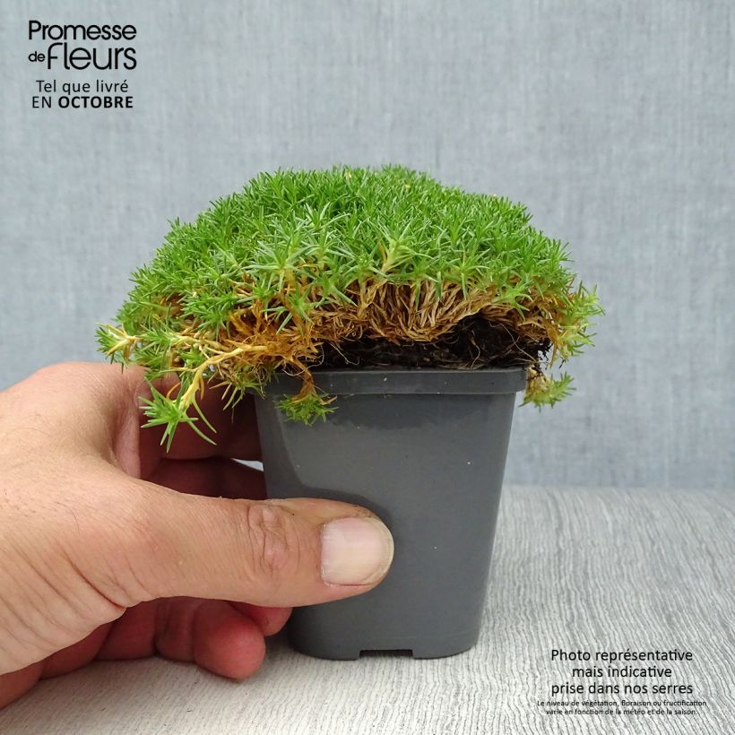 Exemplaar van Sagina subulata Pine Green - Priemvetmuur Kweekpotje van 8/9 cm zoals geleverd in de herfst