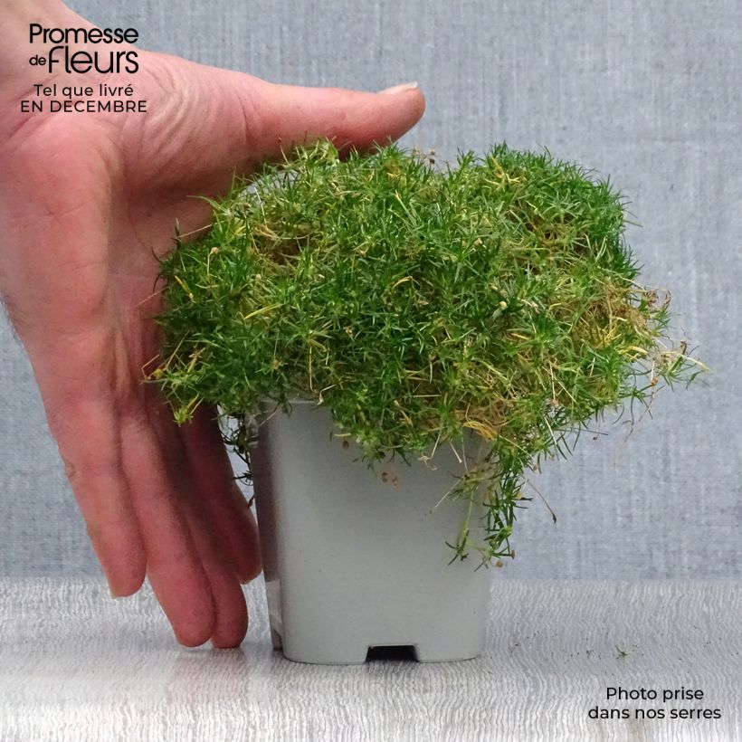 Example of Sagina subulata - Priemvetmuur Kweekpotje van 8/9 cm as you get in hiver