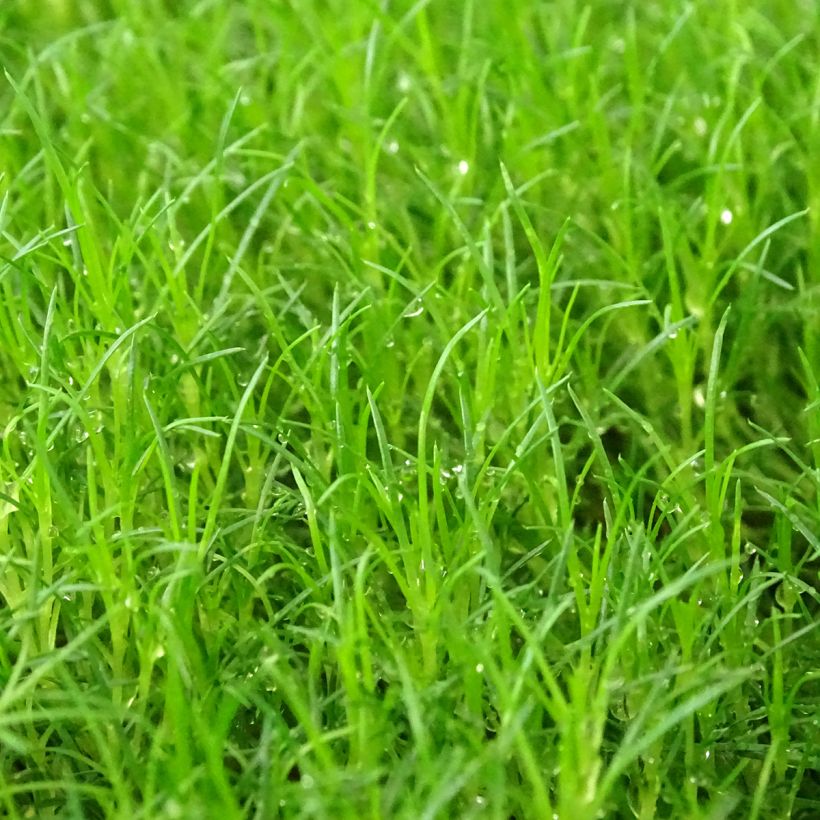 Sagina subulata Scottish Moss - Priemvetmuur (Blad)