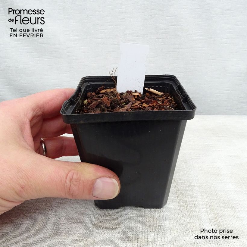 Example of Sagittaire - Sagittaria sagittifolia Flore Pleno Kweekpotje van 8/9 cm as you get in hiver