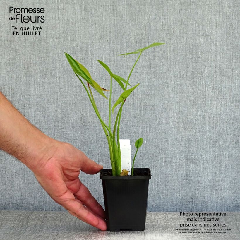 Exemplaar van Sagittaria sagittifolia Flore Pleno - Pijlkruid Kweekpotje van 8/9 cm zoals geleverd in de zomer
