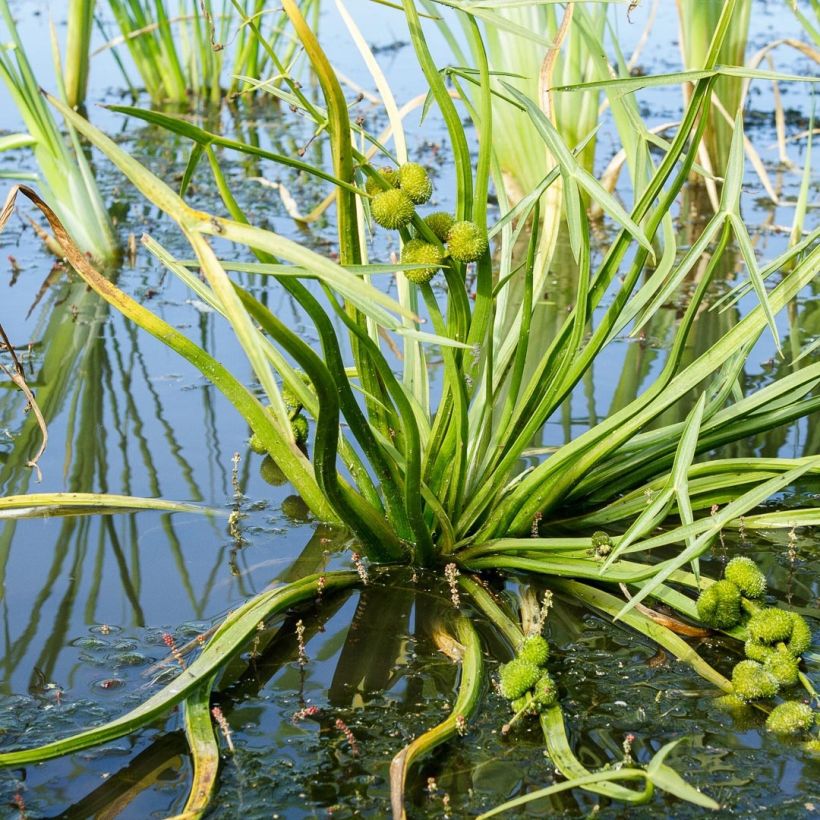 Sagittaria sagittifolia - Pijlkruid (Foliage)