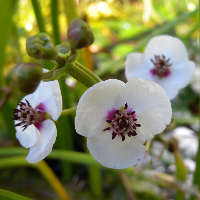 Sagittaria sagittifolia - Pijlkruid (Flowering)