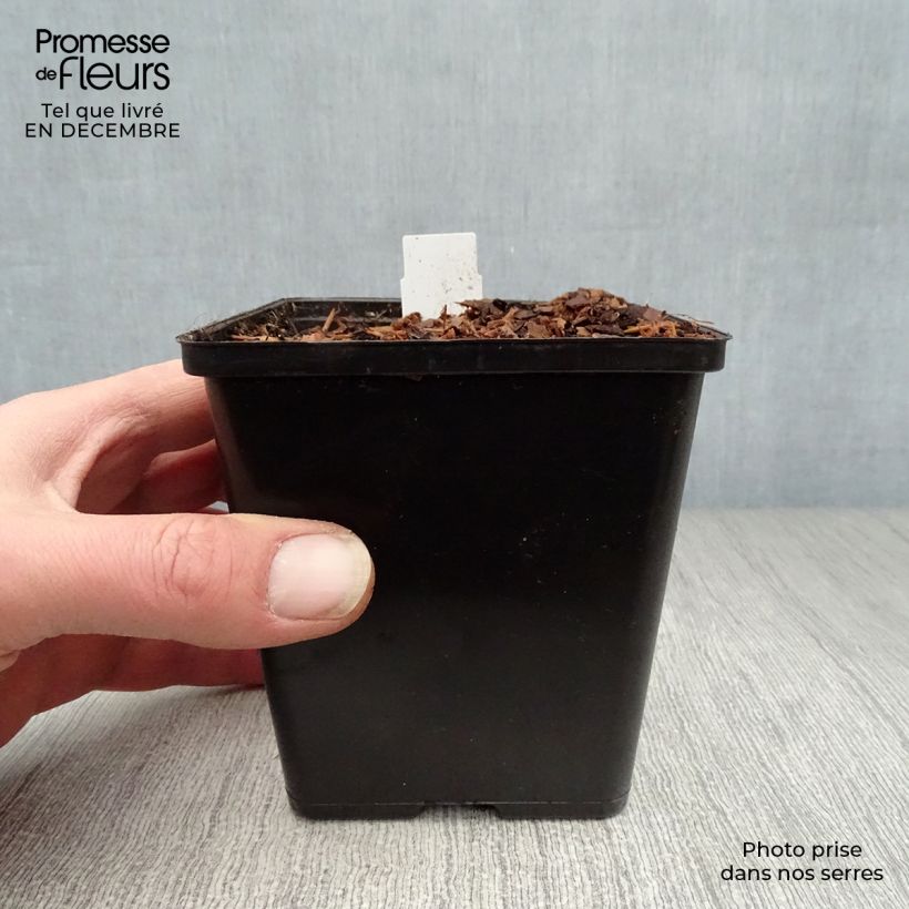 Example of Sagittaria sagittifolia - Pijlkruid Kweekpotje van 8/9 cm as you get in hiver