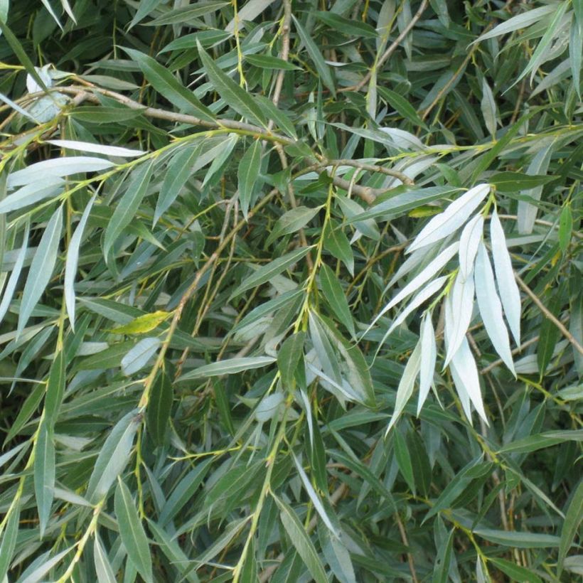 Salix alba - Schietwilg (Foliage)