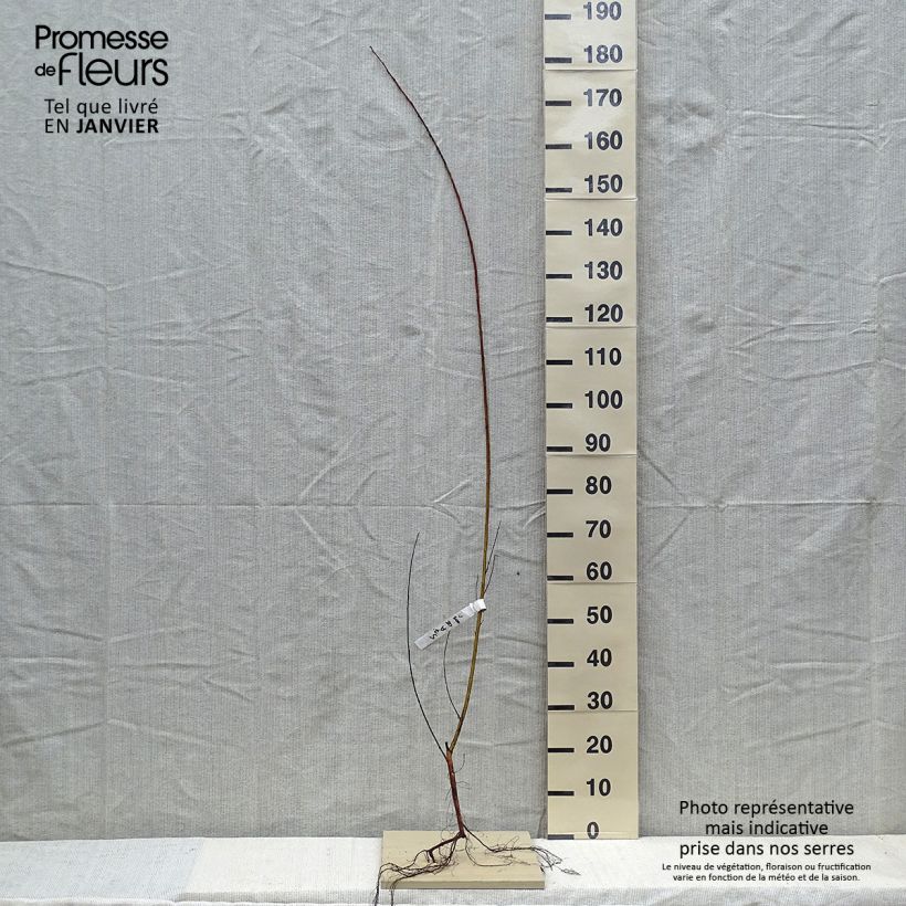 Example of Salix alba Chermesina - Saule blanc - Osier rouge Naakte wortel as you get in hiver