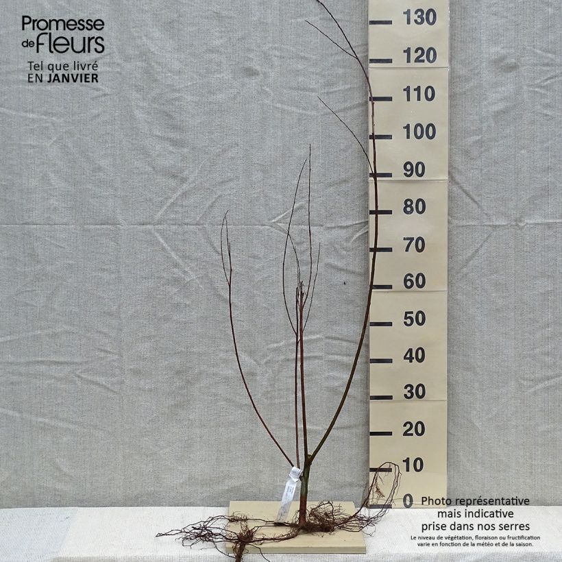 Example of Salix alba - Saule blanc, argenté Naakte wortel as you get in hiver