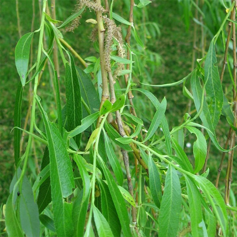 Salix alba Tristis - Schietwilg (Foliage)