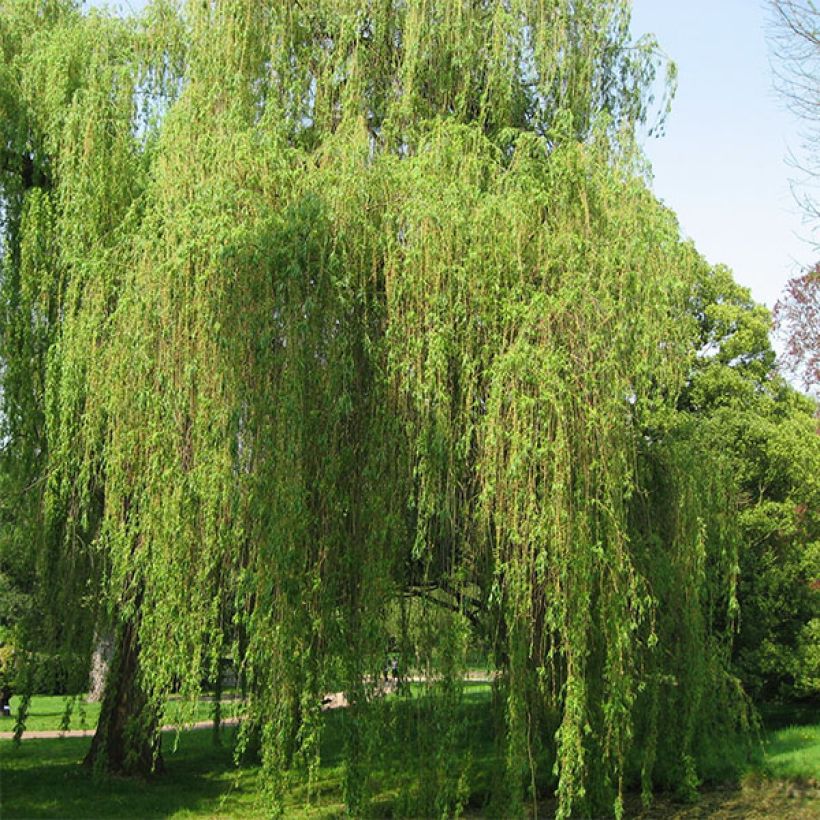 Salix alba Tristis - Schietwilg (Plant habit)