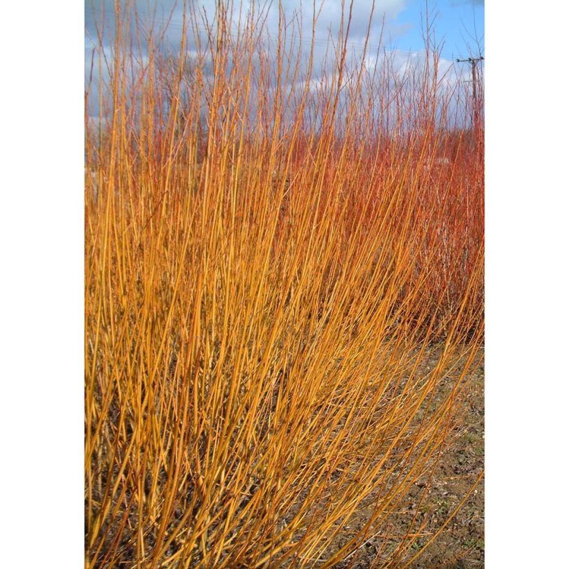 Salix alba var. Vitellina - Schietwilg (Groeiplaats)