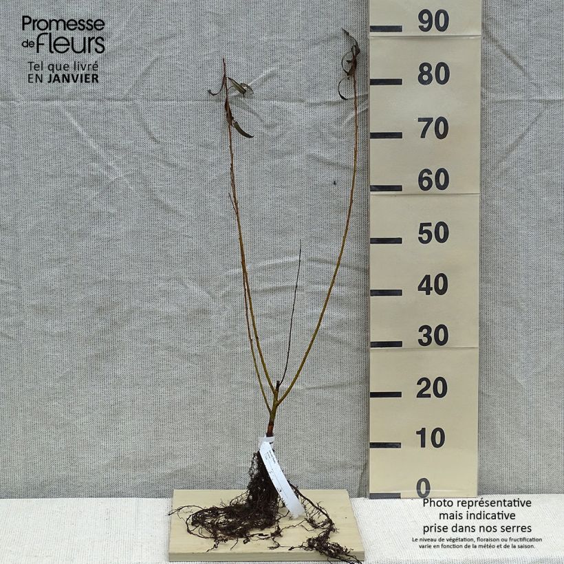 Exemplaar van Salix alba var. Vitellina - Schietwilg Naakte wortel zoals geleverd in de winter