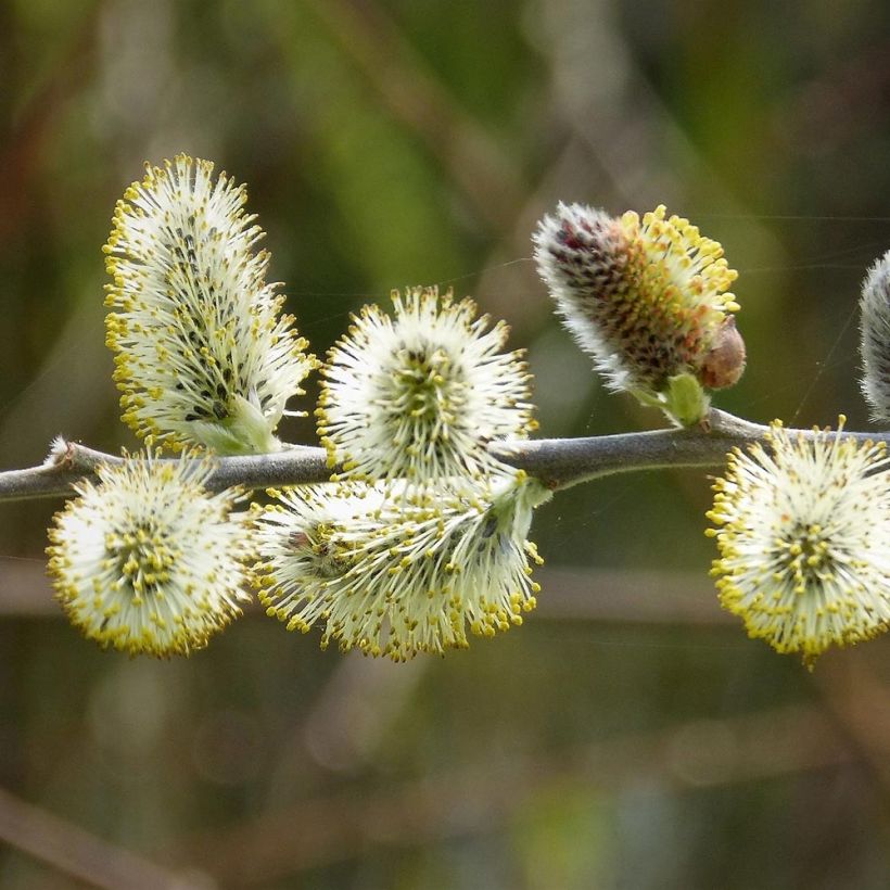 Salix caprea - Boswilg (Flowering)
