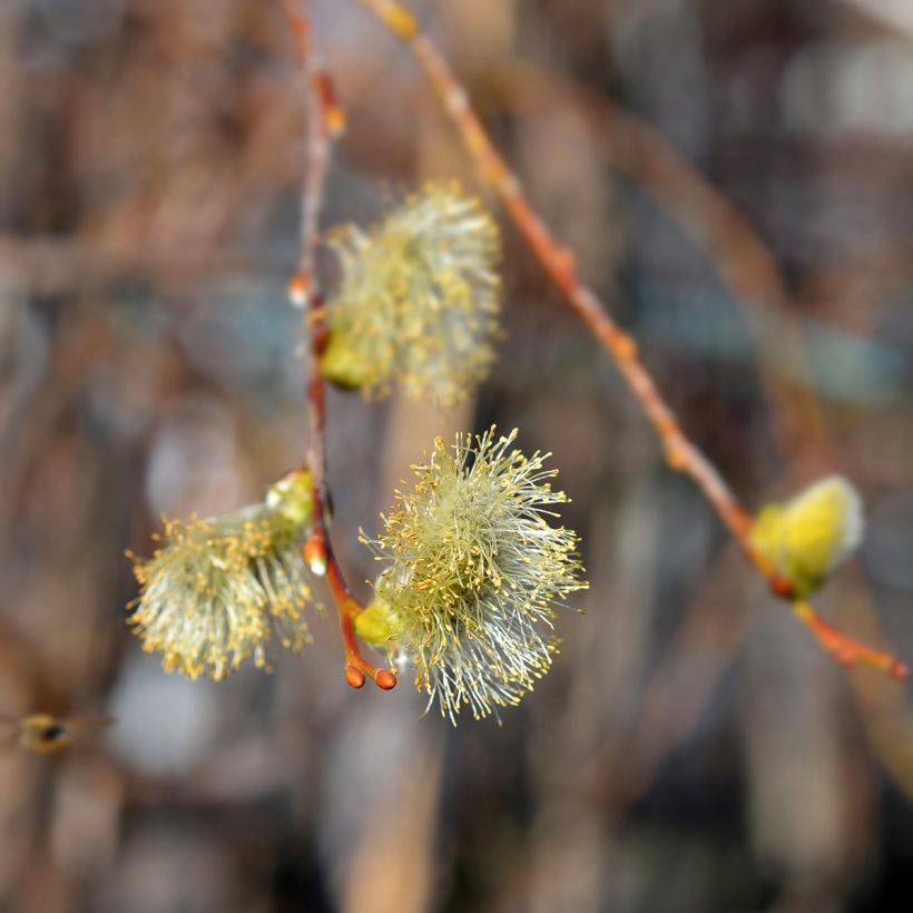 Salix caprea Curly Locks - Boswilg (Bloei)