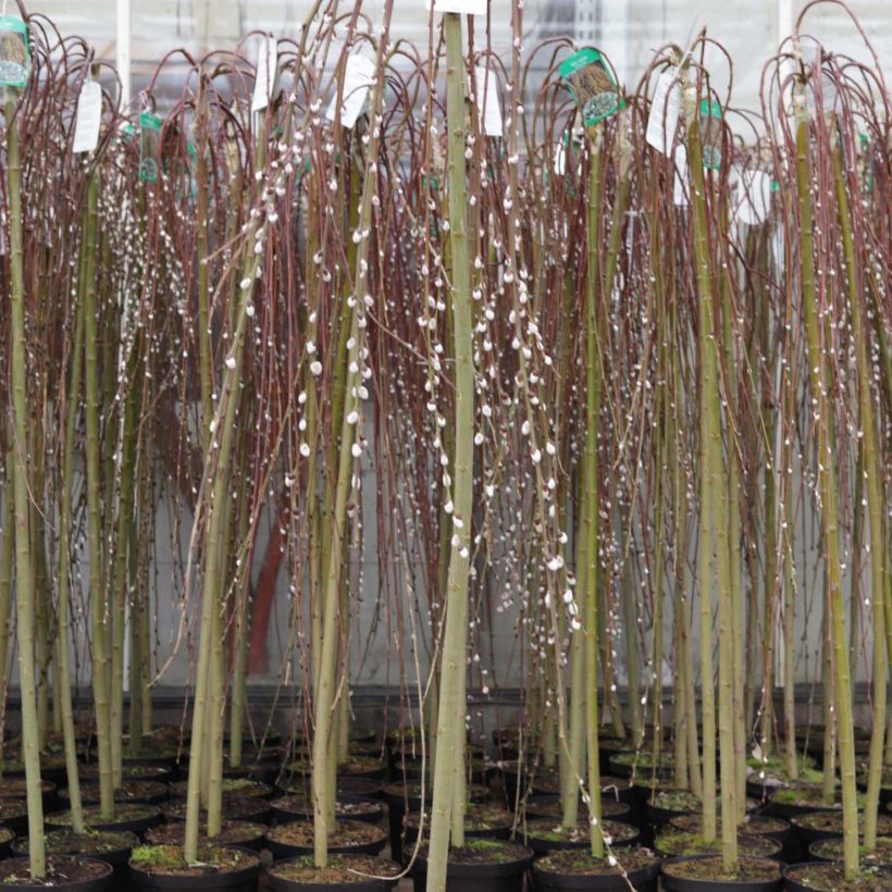 Salix caprea Kilmarnock - Boswilg Kilmarnock (Plant habit)