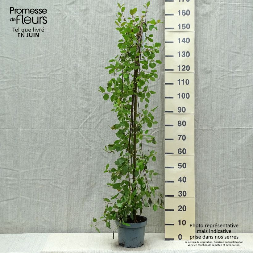 Exemplaar van Salix caprea Kilmarnock - Boswilg Kilmarnock Pot van 4 l/5 l, Stengel zoals geleverd in de lente