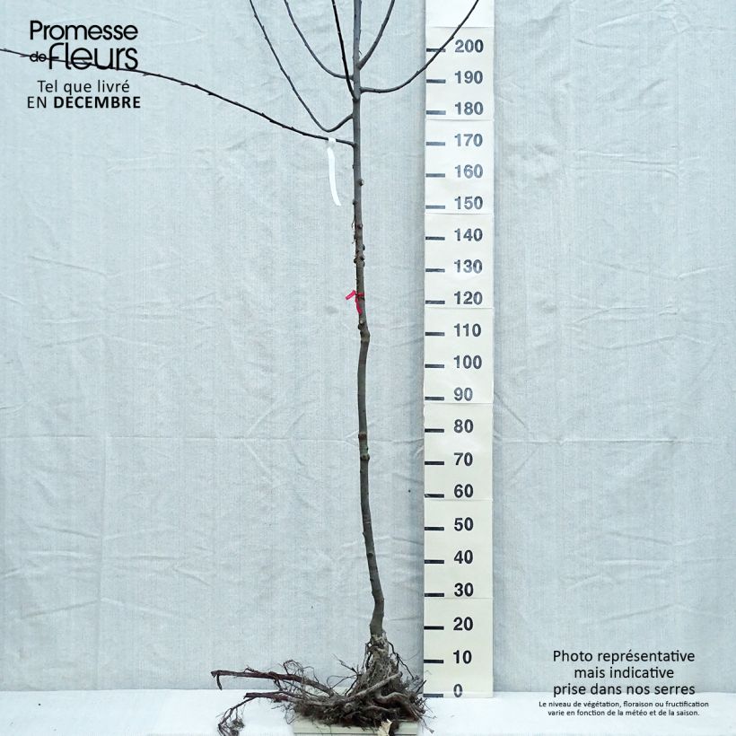 Example of Salix caprea - Saule marsault Naakte wortel as you get in hiver