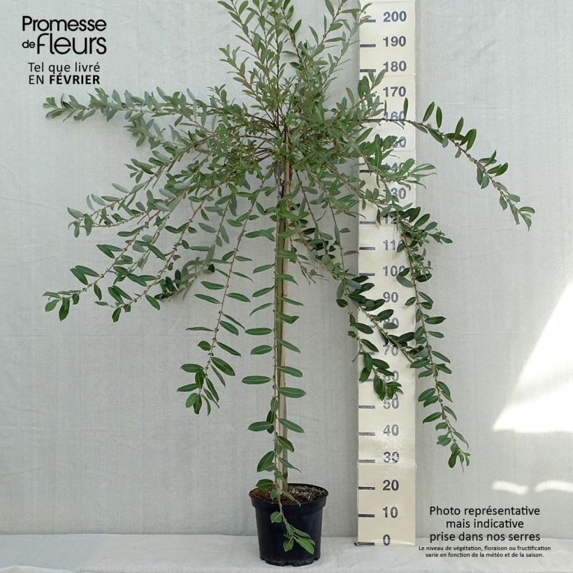 Exemplaar van Salix gracilistyla Mount Aso - Katjeswilg Pot van 6 l/7 l, Stengel zoals geleverd in de herfst