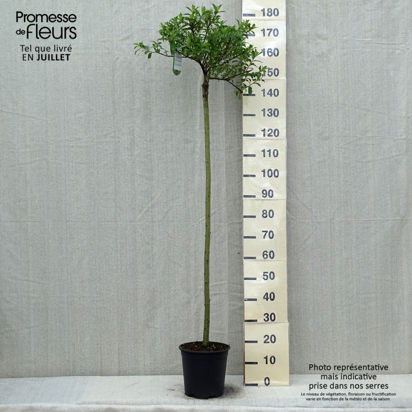 Exemplaar van Salix gracilistyla Mount Aso - Katjeswilg Pot van 6 l/7 l, Stengel zoals geleverd in de zomer