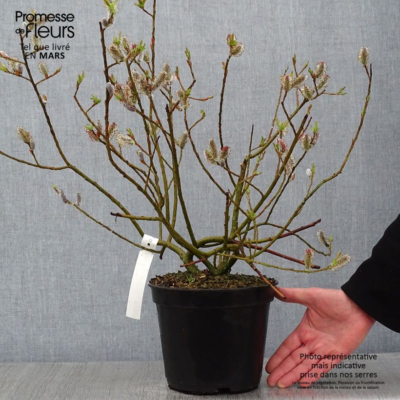 Example of Salix gracilistyla Mount Aso - Katjeswilg Pot van 4 l/5 l as you get in hiver