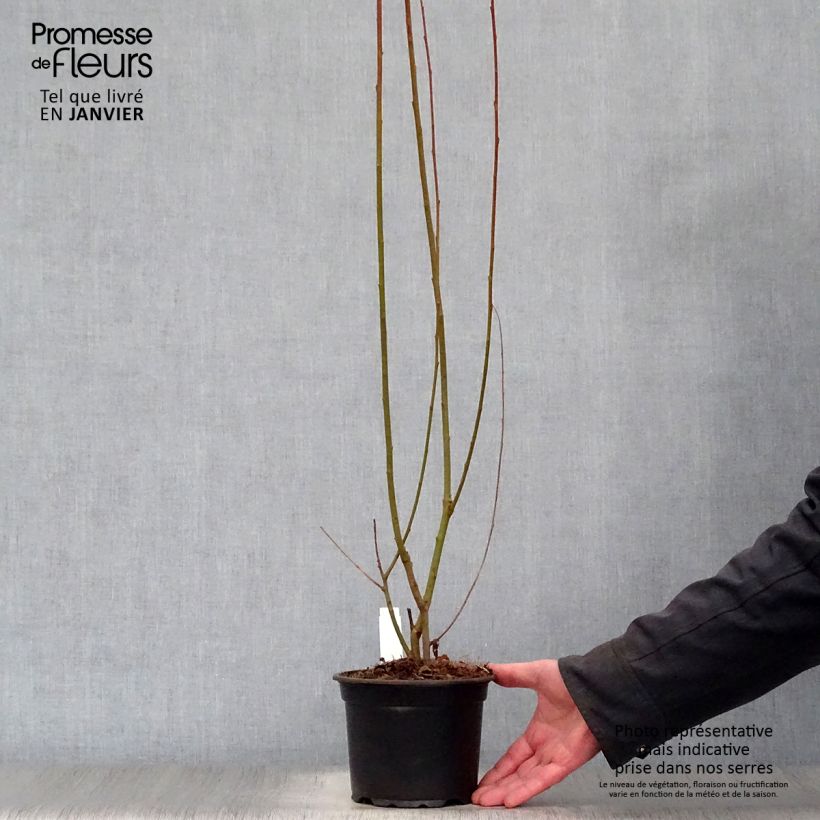 Example of Salix cinerea - Grauwe wilg Pot van 2 l/3 l as you get in hiver