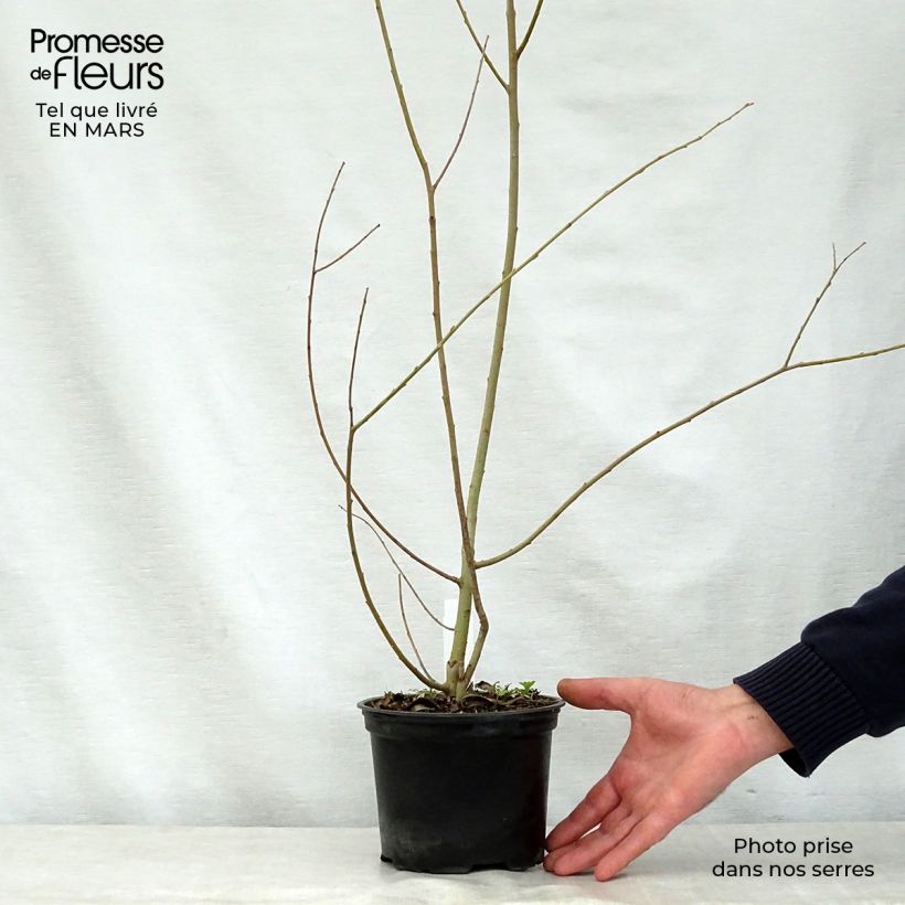 Exemplaar van Salix cinerea - Grauwe wilg Pot van 2 l/3 l zoals geleverd in de lente