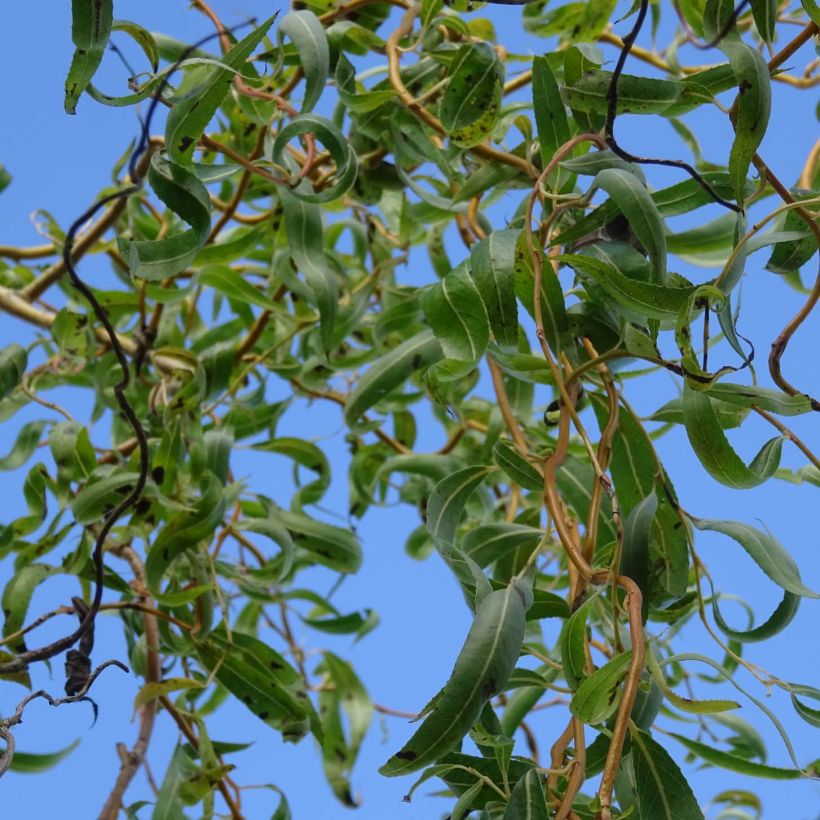 Salix erythroflexuosa - Kronkelwilg (Foliage)