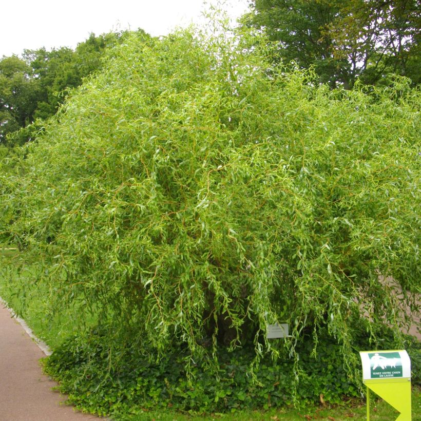 Salix erythroflexuosa - Kronkelwilg (Plant habit)