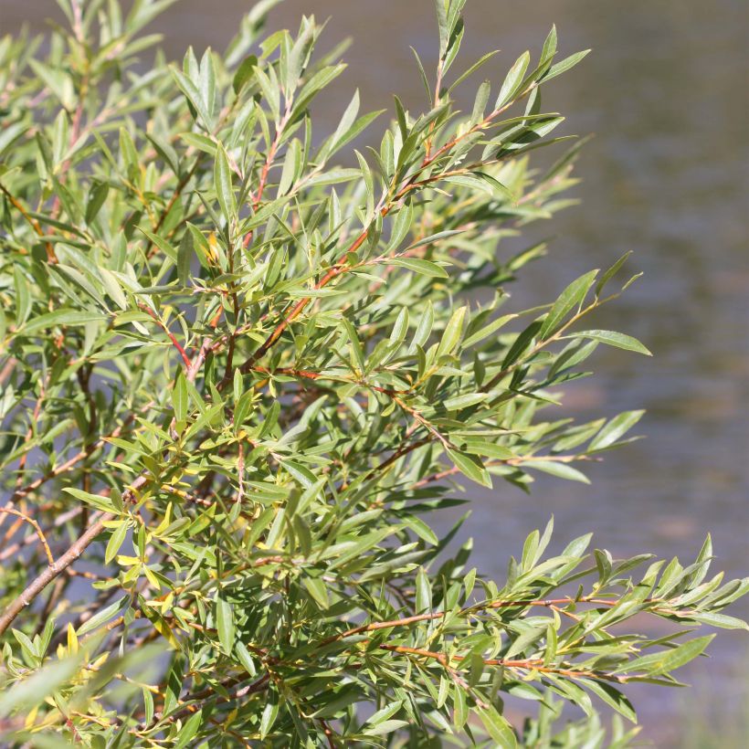 Salix exigua - Smalbladige wilg (Foliage)
