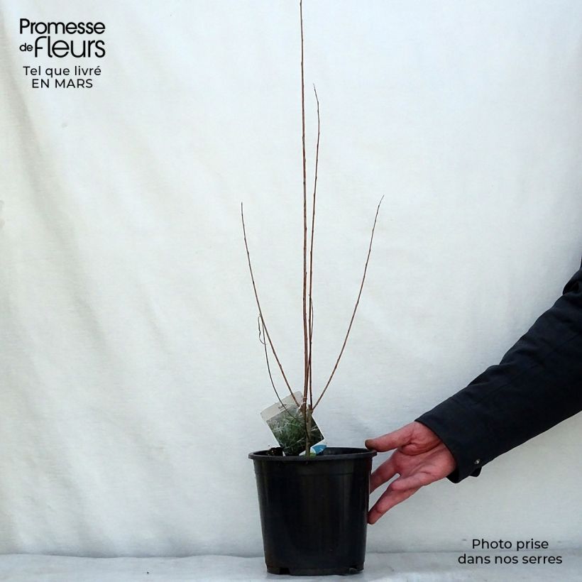Example of Salix exigua - Smalbladige wilg Pot van 3 l/4 l as you get in hiver