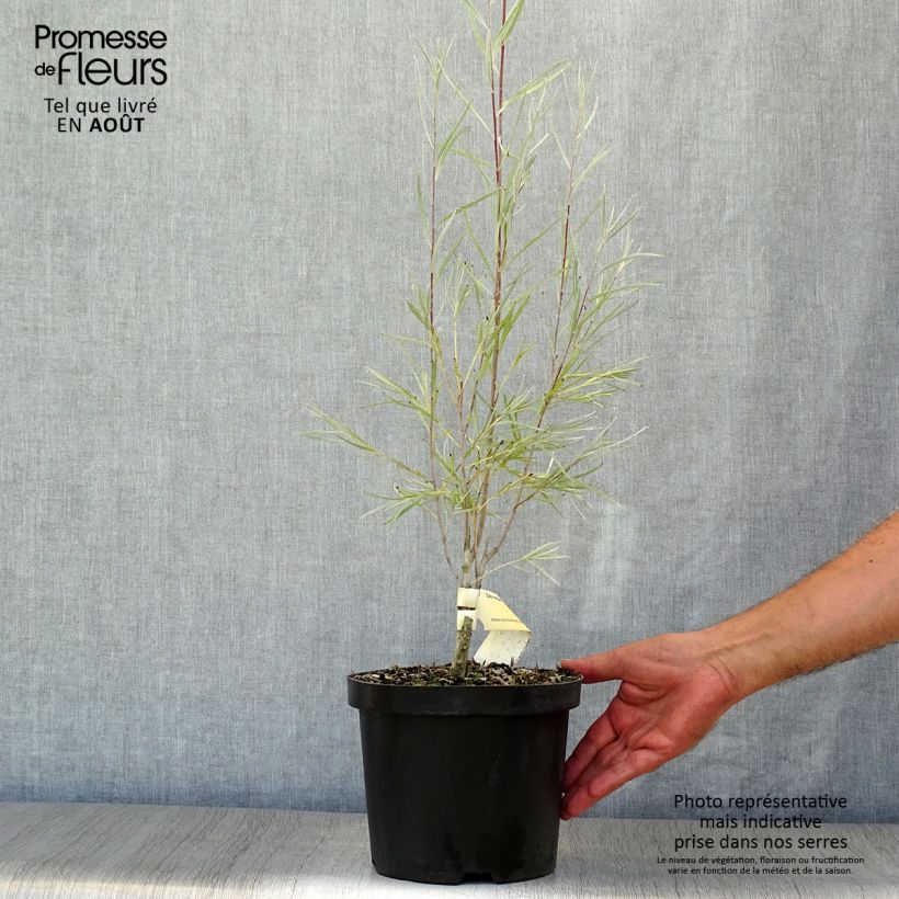 Exemplaar van Salix exigua - Smalbladige wilg Pot van 3 l/4 l zoals geleverd in de zomer
