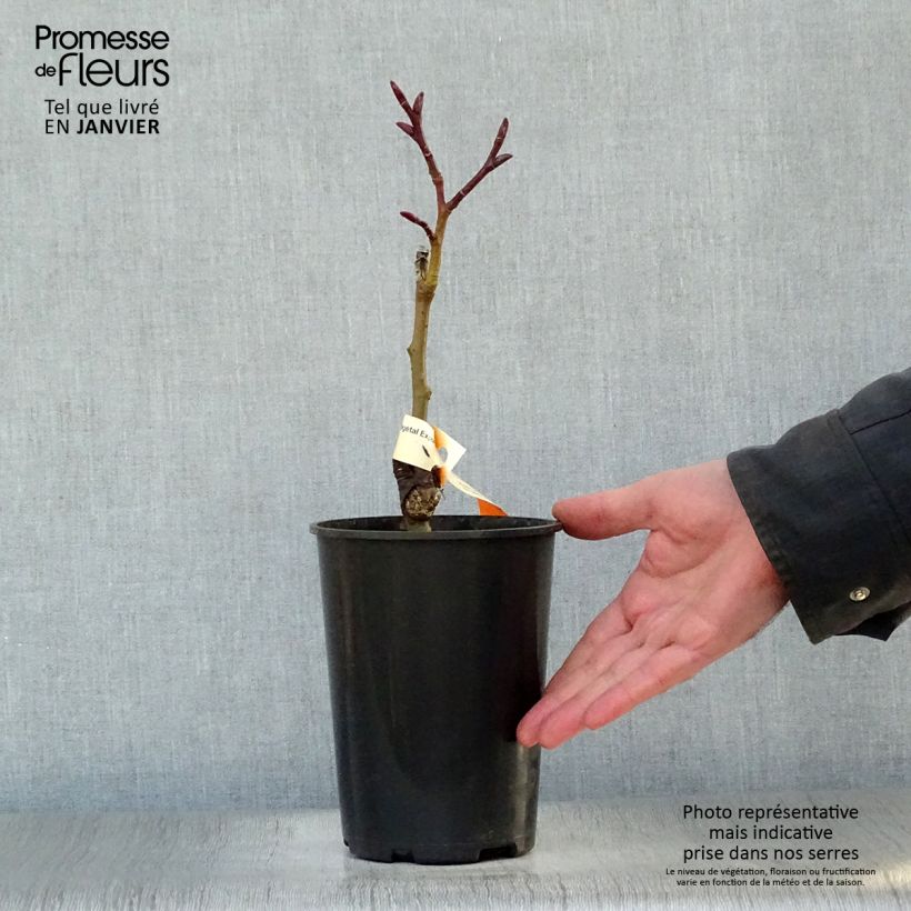 Example of Salix fargesii - Chinese wilg Pot van 4 l/5 l as you get in hiver