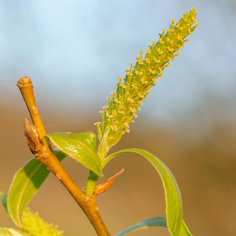 Salix fragilis - Kraakwilg (Flowering)