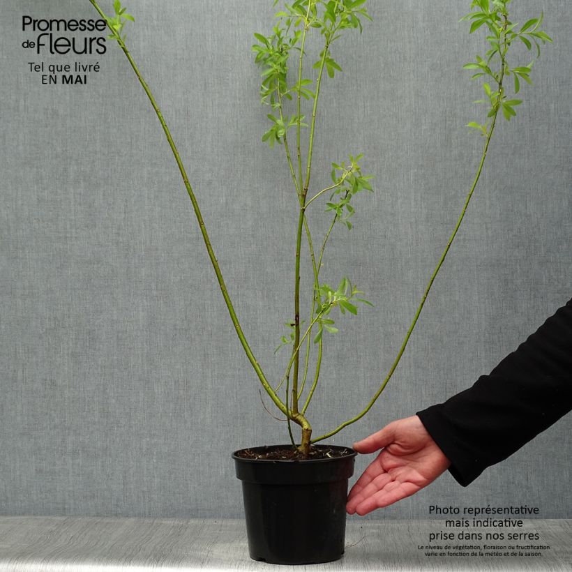 Example of Saule Griffe de Loup - Salix gracilistyla Pot van 3 l/4 l as you get in printemps