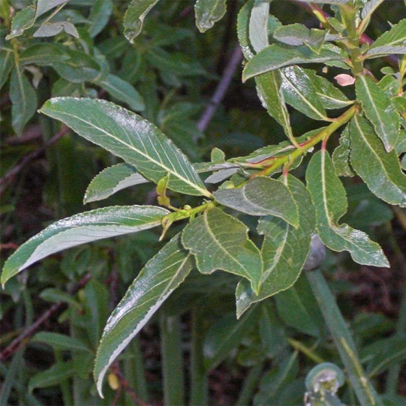Salix gracilistyla - Katjeswilg (Foliage)