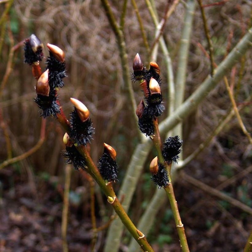 Salix gracilistyla - Katjeswilg (Flowering)