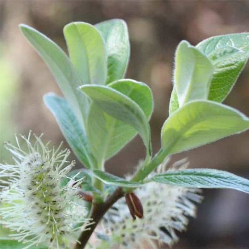 Salix helvetica - Zwitserse wilg (Foliage)
