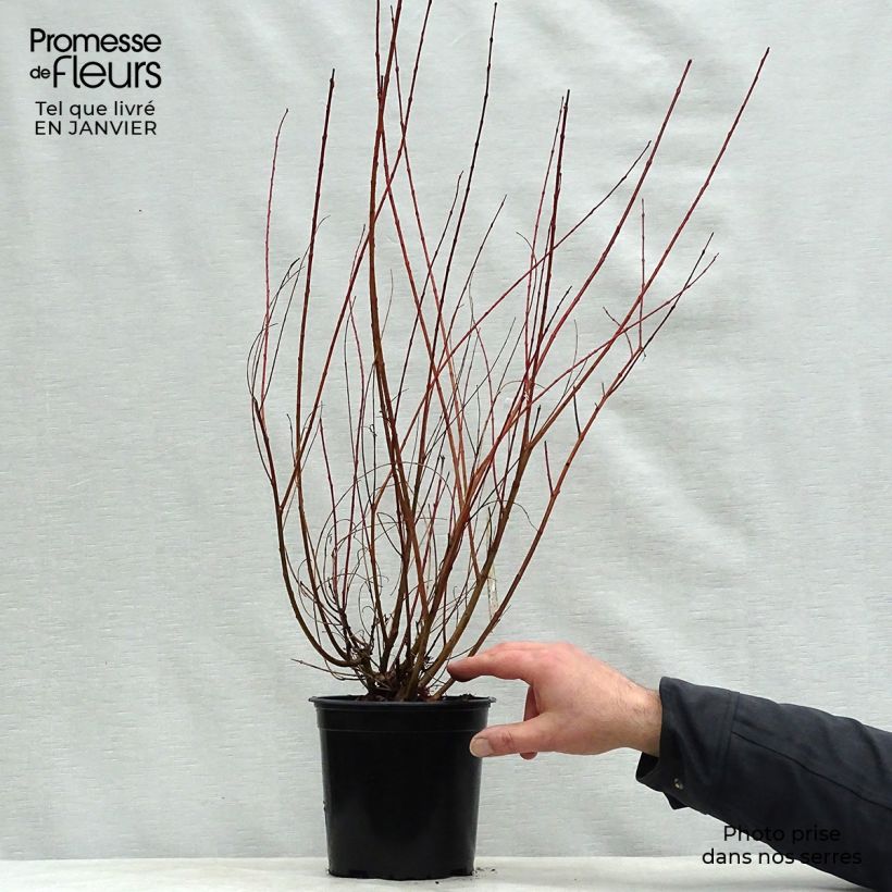 Example of Saule crevette - Salix integra Hakuro Nishiki Pot van 2 l/3 l as you get in hiver