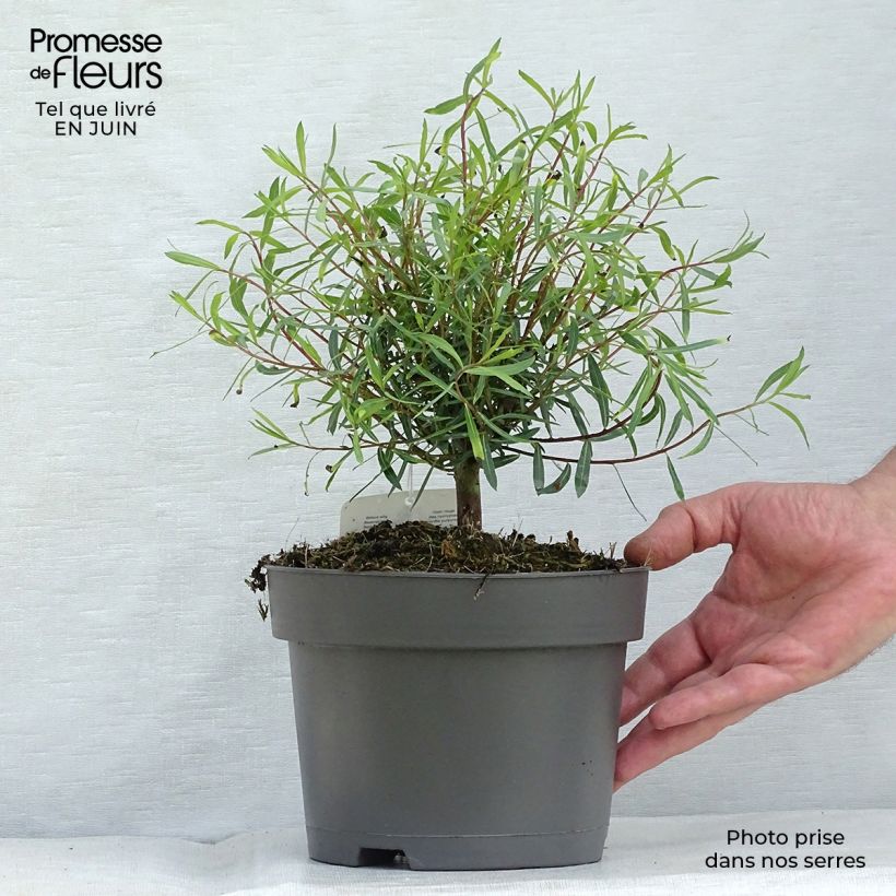 Exemplaar van Salix purpurea Nana - Bittere wilg Pot van 2 l/3 l zoals geleverd in de zomer