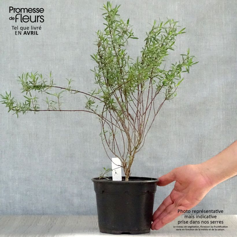 Exemplaar van Salix purpurea Nana - Bittere wilg Pot van 2 l/3 l zoals geleverd in de lente