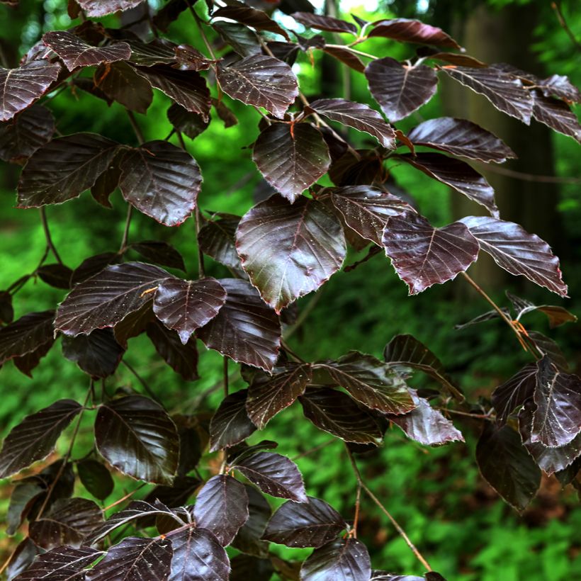 Salix purpurea Nana - Bittere wilg (Foliage)